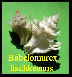 Babelomurex lischkeanus