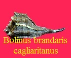 Bolinus bandaris f cagliaritanus, Settepasi 1977