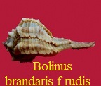 Bolinus brandaris f . cagliaritanus rudis, Michelotti