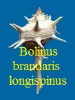 Bolinus brandaris longispinus, Coen 1914