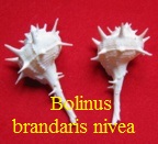Bolinus brandaris nivea, Dollfus 1882