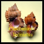 Chicomurex laciniatus, Sowerby 1841