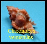 Chicomurex venustulus, Rehder 1975