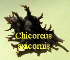 Chicoreus (Triplex) axicornis, Lamarck 1822