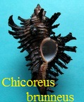 Chicoreus (Triplex) brunneus, Link 1807