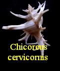 Chicoreus (Triplex) cervicornis, Lamarck 1822