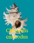 Chicoreus cnissodus, Euthyme 1889