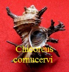 Chicoreus cornucervi, Röding 1798