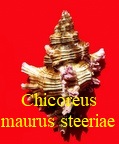 Chicoreus maurus f steeriae, Reeve 1845