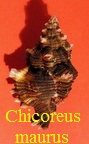 Chicoreus maurus f steeriae, Reeve 1845 