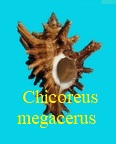 Chicoreus megacerus, Sowerby 1834
