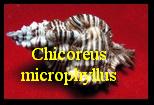 Chicoreus microphyllus, Lamarck 1816 