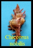 Chicoreus nobilis, Shikama 1977 