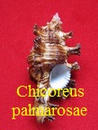 Chicoreus palmarosae, Lamarck 1822