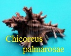 Chicoreus palmarosae