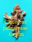 Chicoreus palmarosae, Lamarck 1822 ceylan