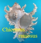 Chicoreus ramosus, L. 1758
