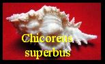 Chicoreus superbus, Sowerby 1889 