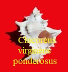 Chicoreus virgineus var. ponderosus, Sowerby III 1879