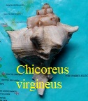 Chicoreus (Siratus) virgineus virgineus, Roeding 1758