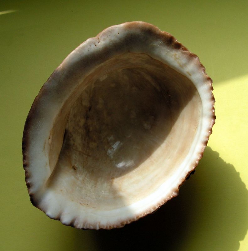 Concholepas concholepas - (Bruguière, 1789) Conchocon13