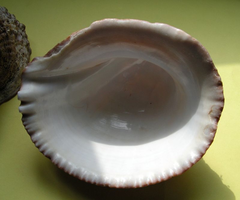 Concholepas concholepas - (Bruguière, 1789) Conchocon17