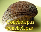Concholepas concholepas, Hwass in Bruguière 1789