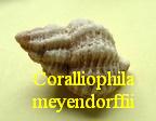 Coralliophila meyendorffii, Calcara 1845