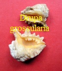 Drupa grossularia, Roeding 1798
