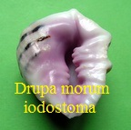 Drupa morum iodostoma, Lesson 1840
