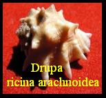Drupa ricina arachnoidea