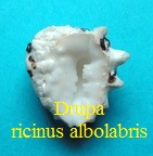 Drupa ricinus albolabris, de Blainville 1832