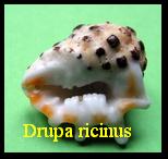 Drupa ricinus