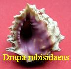 Drupa rubisidaeus, Röding 1798 
