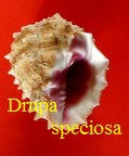 Drupa speciosa, Dunker 1867 