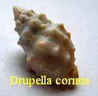 Drupella cornus, Roding 1798