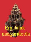 Ergalatax margariticola, Broderip 1833