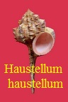 Haustellum haustellum, L. 1758