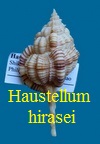 Haustellum hirasei, Shikama 1973