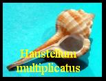Haustellum multiplicatus multiplicatus, Sowerby 1895 