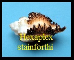 Hexaplex (Hexaplex) stainforthi, Reeve 1843