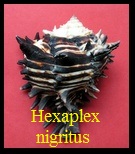 Hexaplex (Muricanthus) nigritus, Philippi 1845