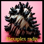 Hexaplex (Muricanthus) radix, Gmelin 1791