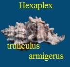 Hexaplex (Trunculariopsis) trunculus armigerus, Settepassi 1970