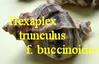 Hexaplex (Trunculariopsis) trunculus f. buccinoides, Pallary 1904 