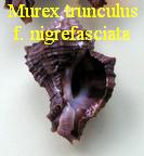 Murex trunculus var. nigrefasciata