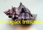 Hexaplex (Trunculariopsis) trunculus trunculus, L. 1758