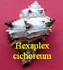 Hexaplex cichoreum, Gmelin 1791