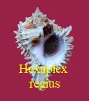 Hexaplex regius, Swainson 1821