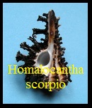 Homalocantha scorpio, Linné 1758